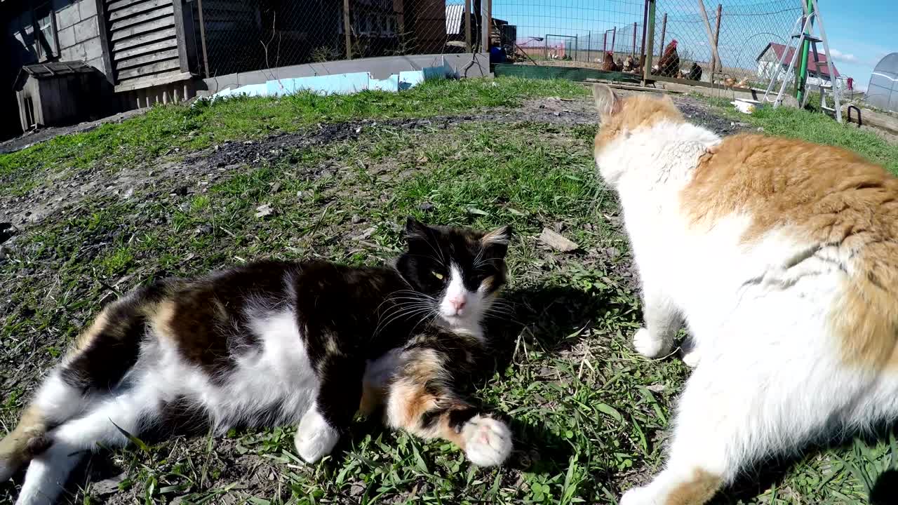 gatos na fazenda vídeo