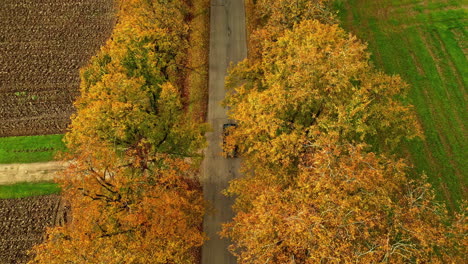 vehicle drives through on country road lined with trees in fall foliage. aerial