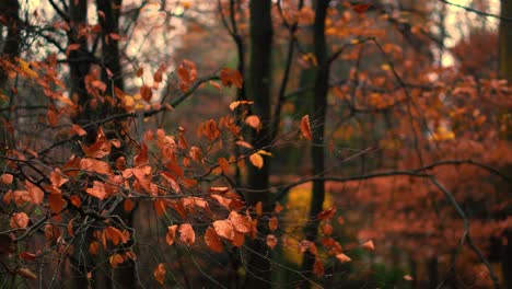 a close up of orange autumn leaves in english woodland