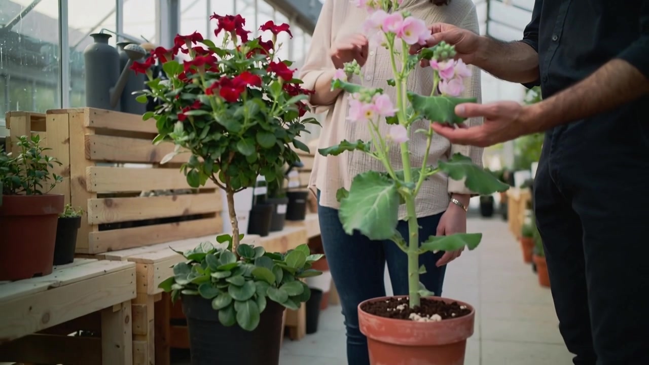 Homem levantando e examinando uma planta rosa perto de uma topiaria vermelha em um viveiro, enquanto uma mulher observa e suas mãos aparecem.