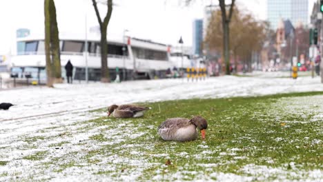 Geese-Eating-On-Grass-With-Snow-Along-Main-Quay-Street-At-Winter-Near-Passenger-Boat-Floating-At-Main-River-In-Germany