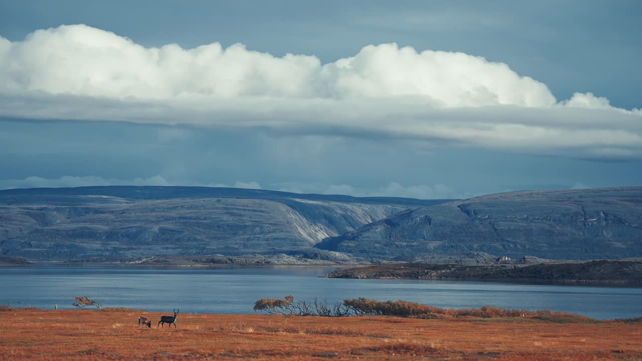 олени блуждают по побережью фьорда через осеннюю тундру.