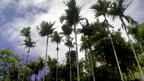 Vista-Estática-De-ángulo-Bajo-De-Palmeras-Areca,-Cielo-Azul-Y-Nubes-Blancas