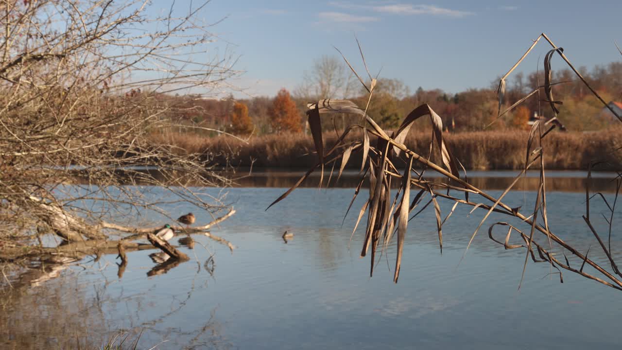 Warm lake ambience landscape with sleeping ducks and cattail plants, autumn establisher