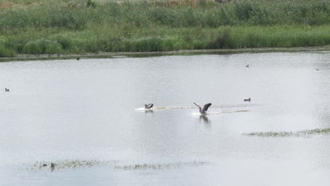 Zeitlupe-Von-Zwei-Gänsen,-Die-Anmutig-Auf-Dem-Wasser-Landen