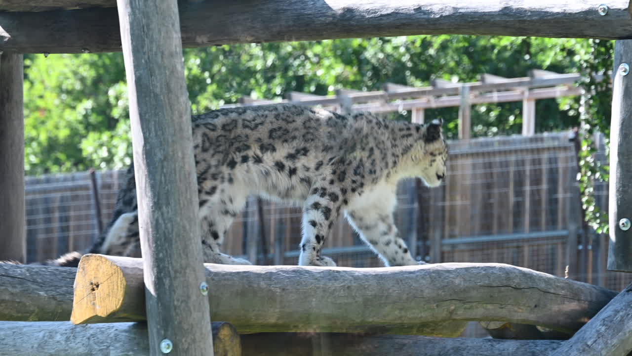 un jaguar camina sobre estructuras de madera en su recinto en el zoológico