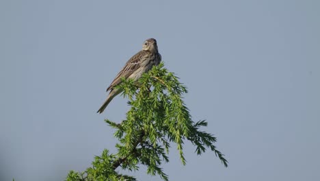 tiro estático completo de bisbita arborícola pájaro de pie en la parte superior de la rama del árbol, día