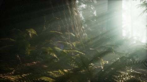 Mañana-Con-Niebla-En-El-Parque-Nacional-De-Las-Secuoyas