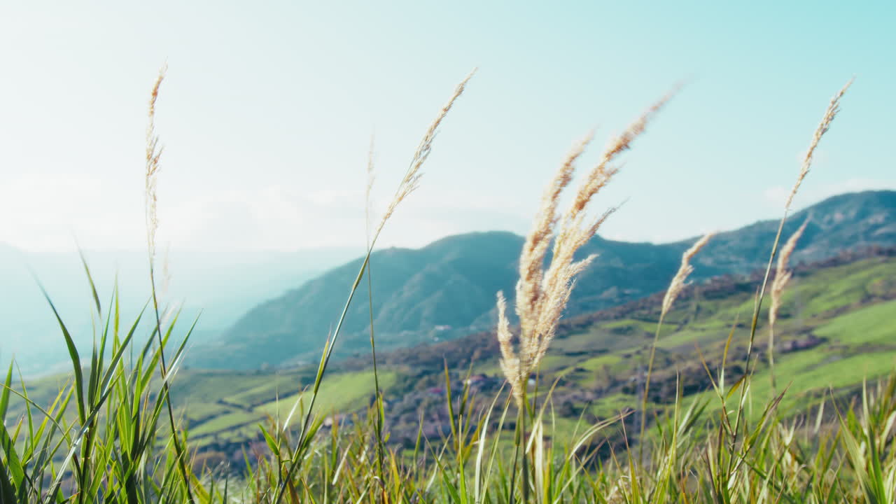 몇 개의 털이 많은 식물은 봄의 파란 종교 하늘 앞에서 가운 바람에 움직입니다.