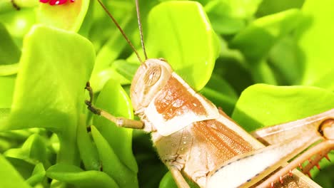 grasshopper interacting with leaves and flower