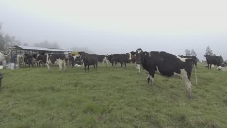 it is a cold and cloudy day in the green fields of the municipality of boyacá in colombia, moving among farm mammals, cows staring at the camera as he approaches them