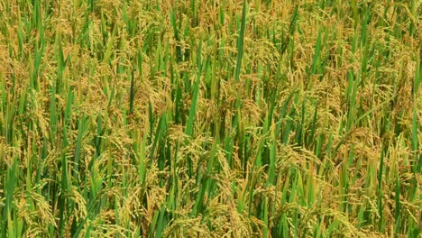 The golden ripe rice ears sway in the wind