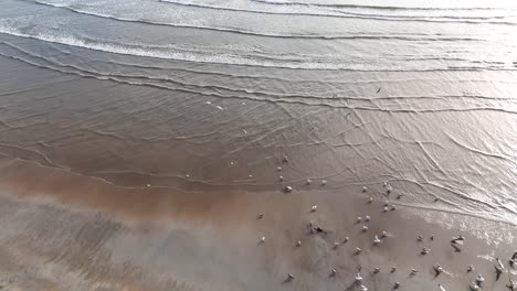 aerial footage captures seabirds gathering and flying above wet sand and gentle waves on a sunlit st andrews coastline, with smooth camera movement