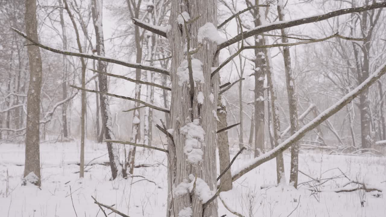 Snow-covered trees and a tranquil winter scene in Minnesota, peaceful and still