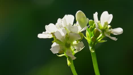 Blüten-Und-Stängel-Der-Venusfliegenfalle.-Dionaea-Muscipula