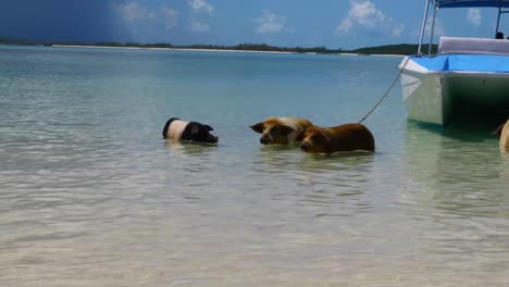 several pigs next to a boat on pig island on exuma in the bahamas