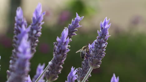 polinización de abejas en plantas de lavanda en un campo, cierre manual