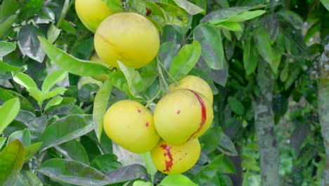 toma a cámara lenta de sangre salpicando un racimo de pomelo en un árbol