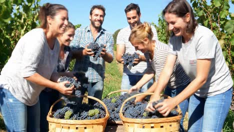 a joyous harvest celebration: friends collecting fresh grapes in lush vineyard baskets under bright sunny skies, embracing the spirit of togetherness and agriculture