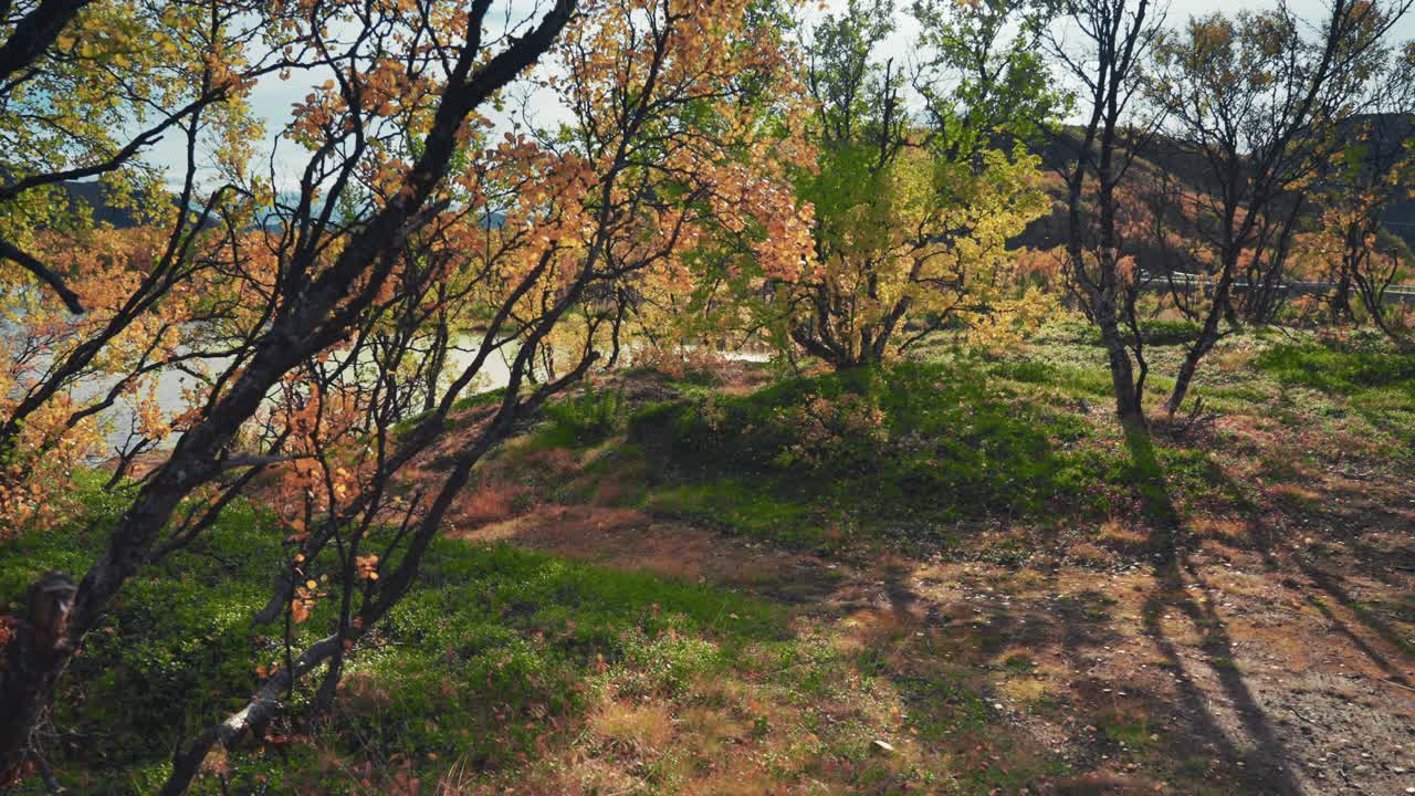 화려한 단풍으로 뒤덮인 왜소한 자작나무의 울퉁불퉁한 가지