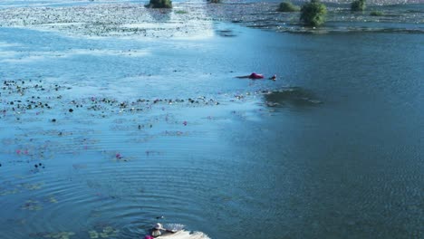 harvesting the long stemmed lotus for food