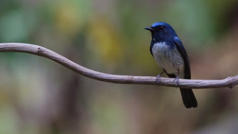 Wedelt-Mit-Dem-Schwanz-Und-Zwitschert-Dann,-Um-Sich-Umzusehen,-Hainan-Blauschnäpper-Cyornis-Hainanus,-Thailand