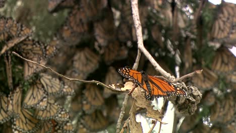 Una-mariposa-monarca