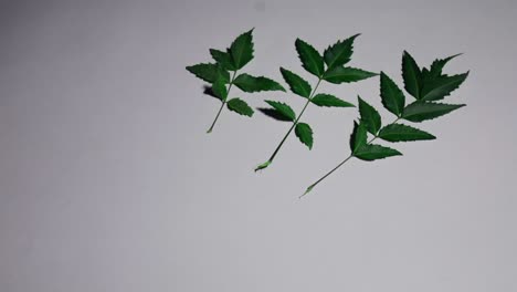 close-up of three neem leaves on a white background