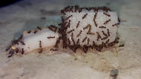 Feeding-time-with-these-tiny-ants