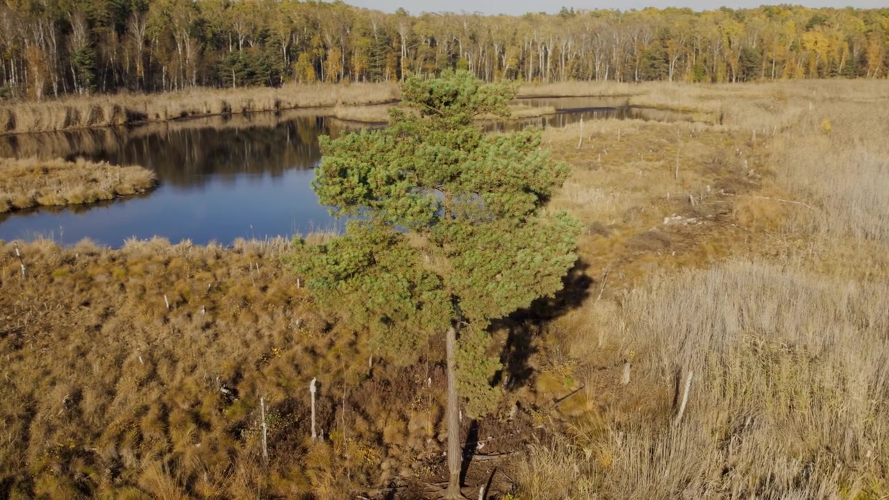 Aerial View of a Lone Pine Tree in a Marshy Wetland
