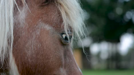 close-up portrait of a cute brown and white horse head with soft background