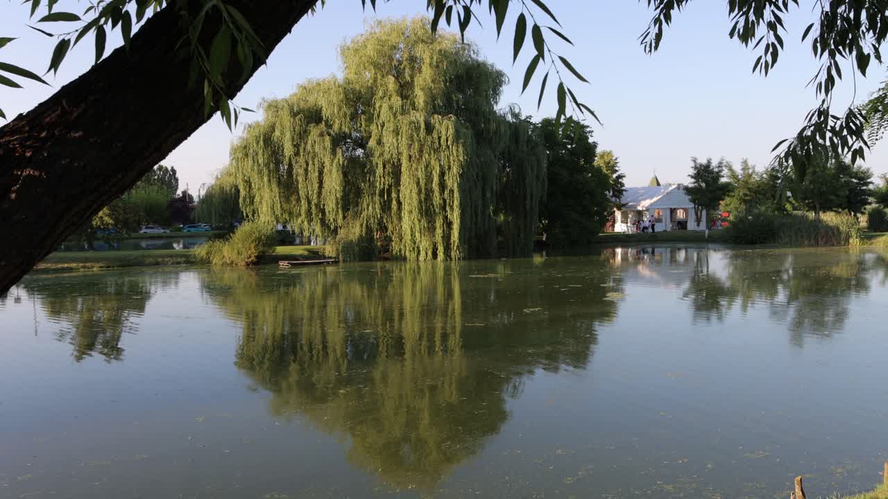 Huge willow tree on shore of fish pond at event gardens, Voivodeni Romania