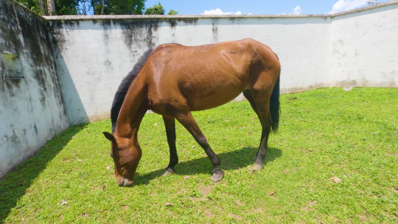 Cavallo marrone che mastica l'erba e abbassa la testa per mangiare