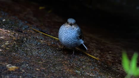 this female plumbeous redstart is not as colourful as the male but sure it is so fluffy as a ball of a cute bird