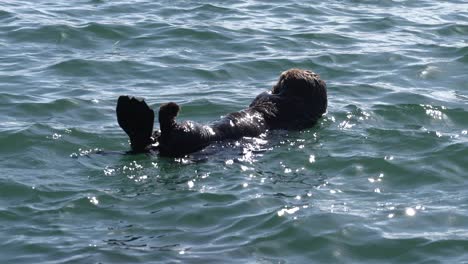 california sea otter back floating and rolling around the kelp forests of moss landing harbor in monterey bay, central california