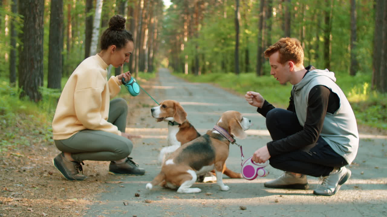 una pareja de beagles entrenando en un bosque