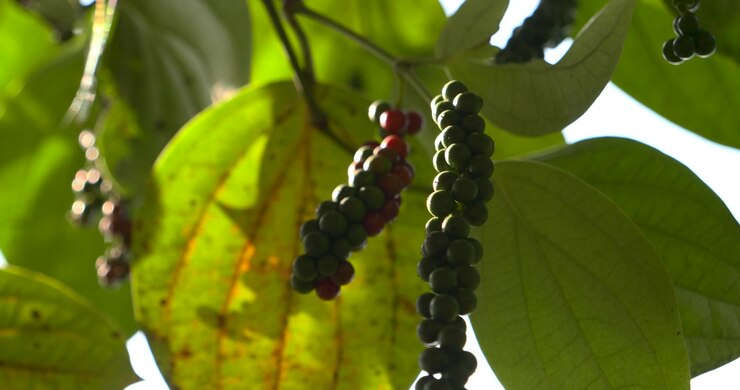 Un grappolo di grani di pepe pendente è incorniciato da grandi foglie verdi e steli, mentre la luce solare filtrata rivela le forme delle bacche e il fogliame a strati della pianta di pepe nero in una composizione botanica statica