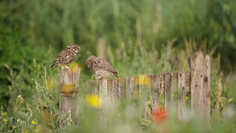 mother owl landing on fence to feed her baby, owl baby on a fence, beautiful cinematic close up, slow moiton