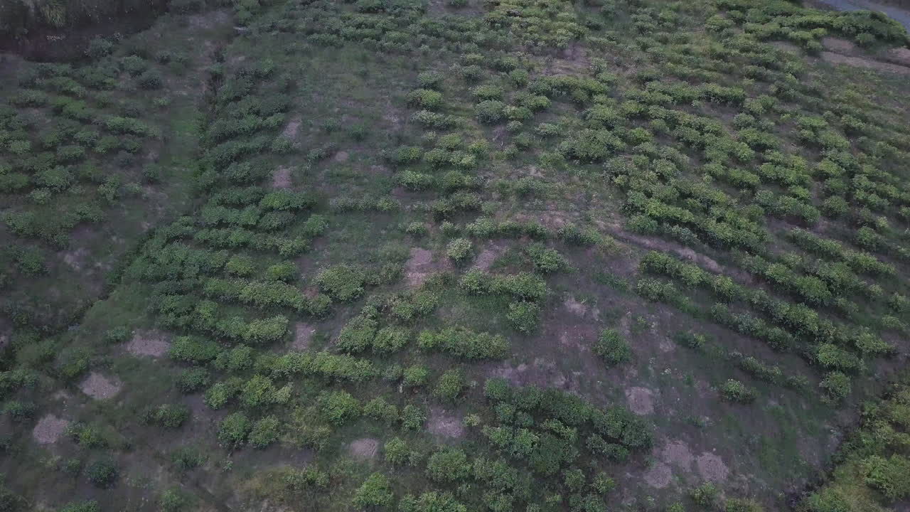 Camera tilt up on a farm field slowly revealing the horizon with mountains at sunset
