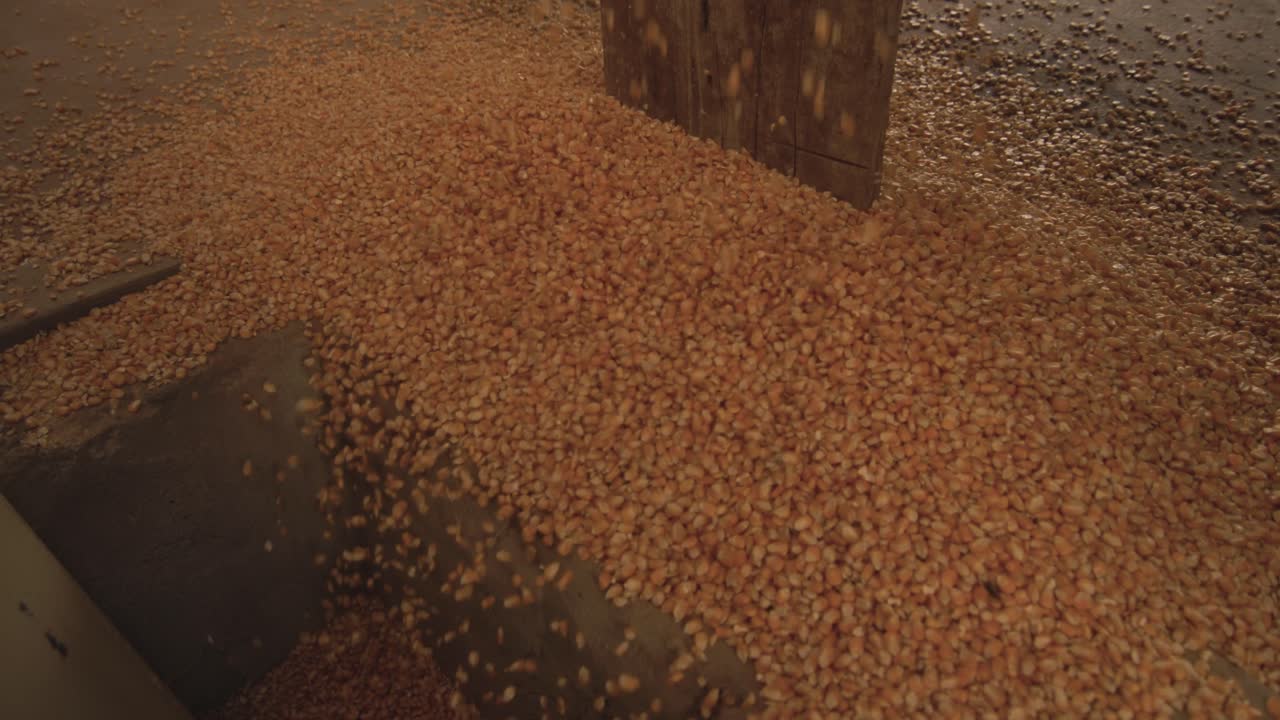 el maíz que se descarga de los camiones para alimentar a los pollos productores de huevos en libertad