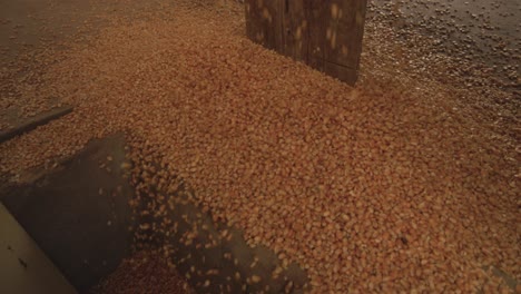 corn being dumped from trucks to feed free-range egg-producing chickens