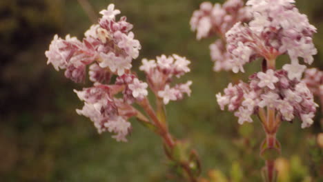 森林和植物,近距離拍攝