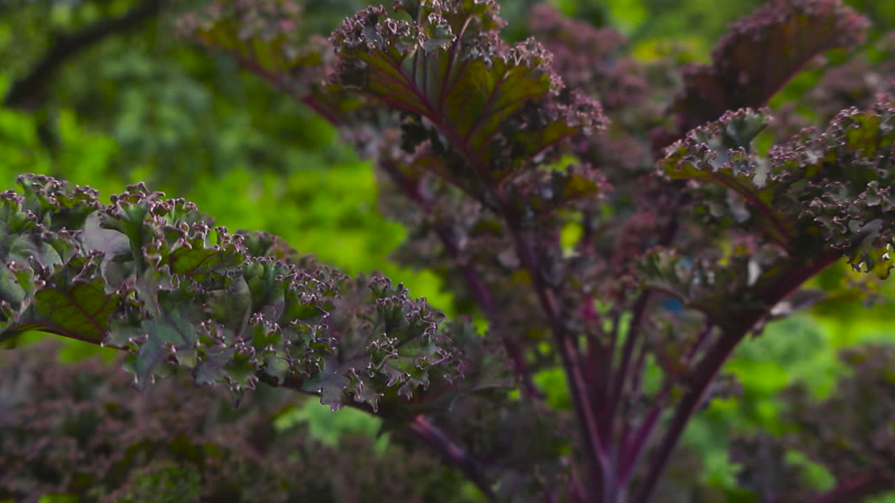 Close up video gliding over purple colored red russian kale vegetable cabbage plant during summer time in a home garden with bokeh blurry green and sunny background behind it. Plant is in sharp focus