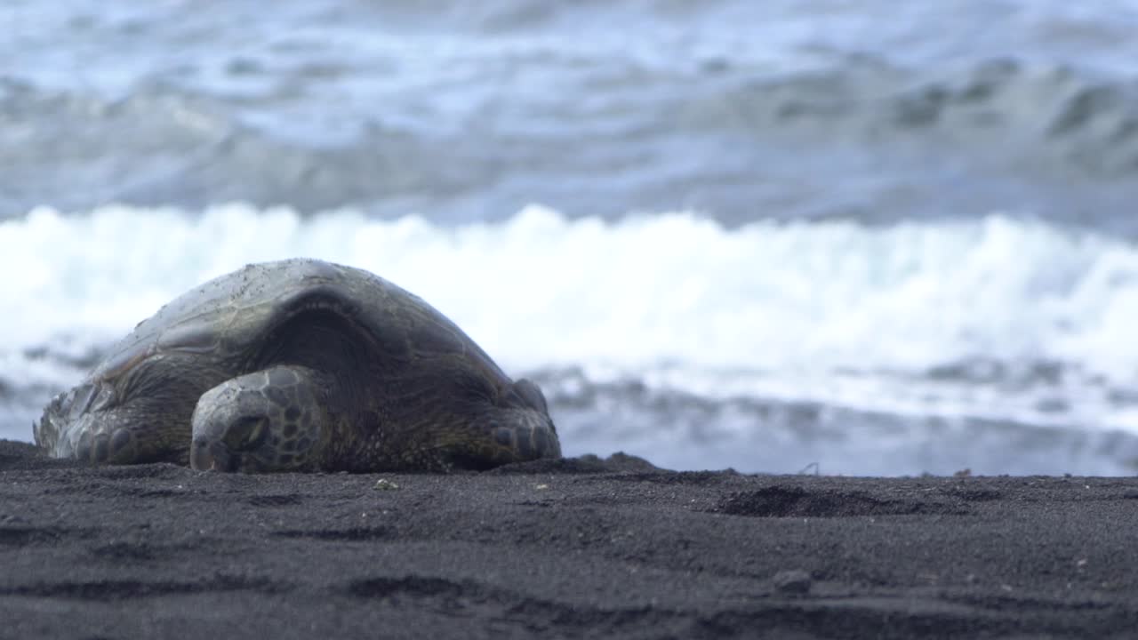 Kura-kura di pantai pasir hitam Hawaii.