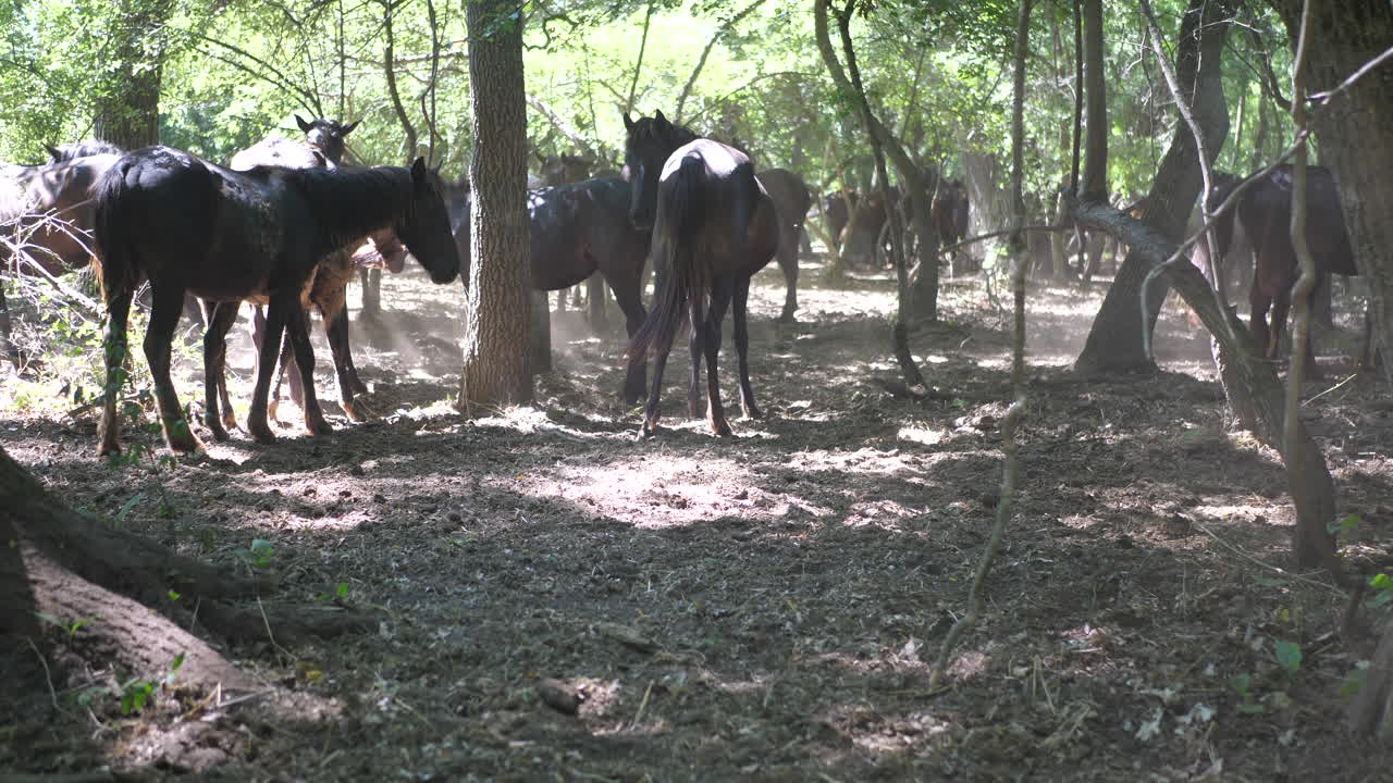 Foresta con bellissimi cavalli selvaggi