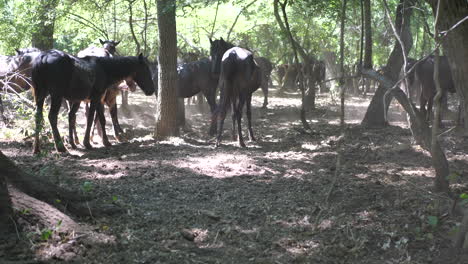 forest with beautiful wild horses