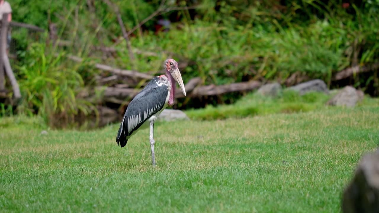 Premium stock video - Ugly marabou stork opens beak and croak to scare ...