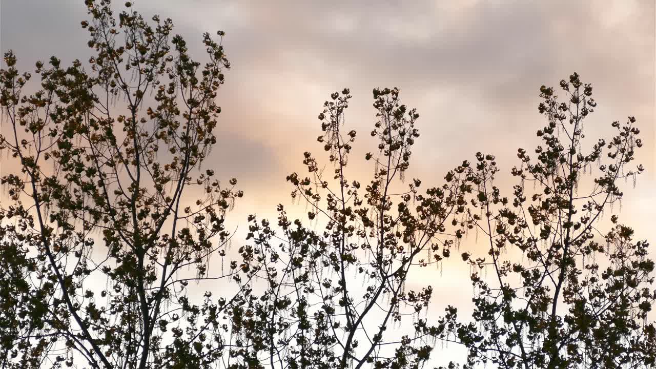 바람이 부는 날 화려한 하늘에 고립된 장엄한 나무 꼭대기, 정적인 전망