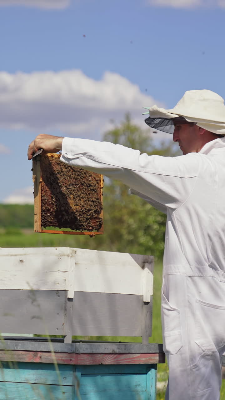 Beekeeper at work on the apiary. Beekeeper holds a honey frame with bees in hands. Man apiarist taking out frame with bees from the hive. Vertical video