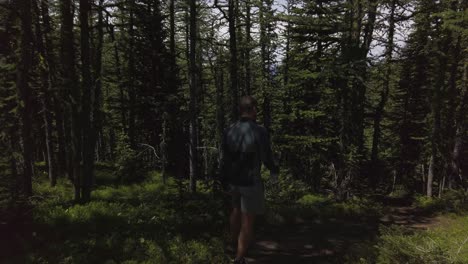caminante descendiendo a través de pinos rockies kananaskis alberta canada